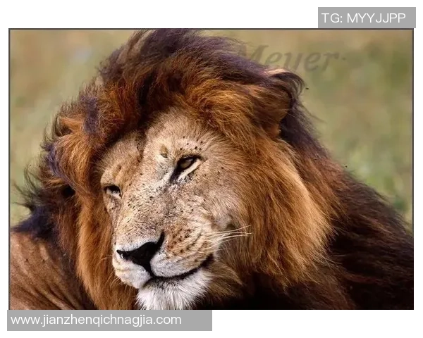 如果足球巨星化身动物世界会有哪些奇妙的对决与传奇故事